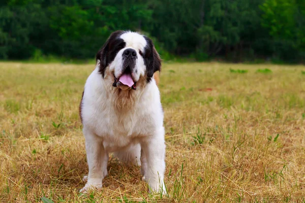 Pies rasy Saint Bernard — Zdjęcie stockowe