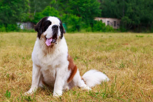 Raça de cães Saint Bernard — Fotografia de Stock