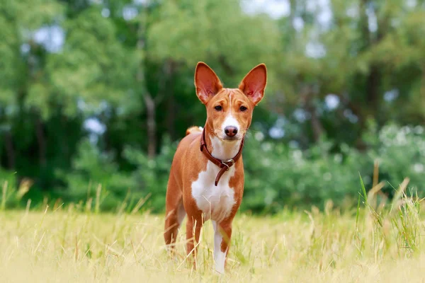 Raça de cães Basenji — Fotografia de Stock