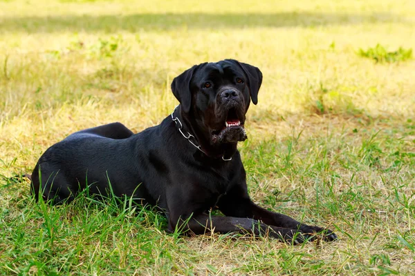 Hund ras Cane Corso Italiano — Stockfoto