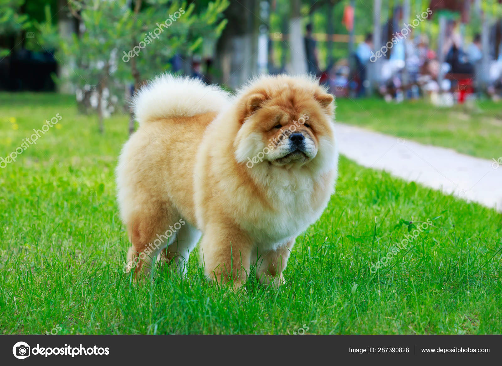 446 Beautiful Dog Chow Chow In The Park Stock Photos Beautiful Dog Chow Chow In The Park Images Depositphotos