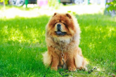 köpek doğurmak chow chow
