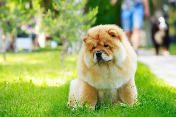 The dog breed chow chow — Stock Photo, Image