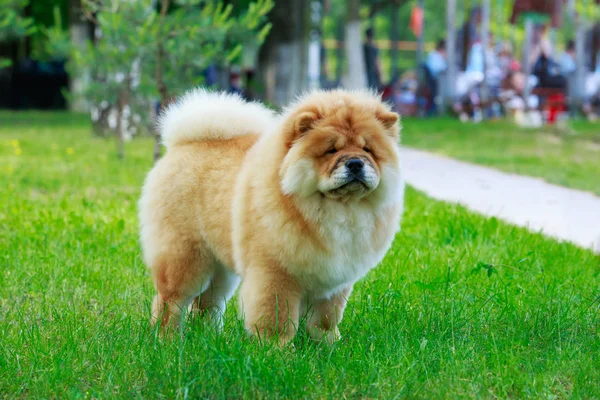 La raza de perro chow chow — Foto de Stock