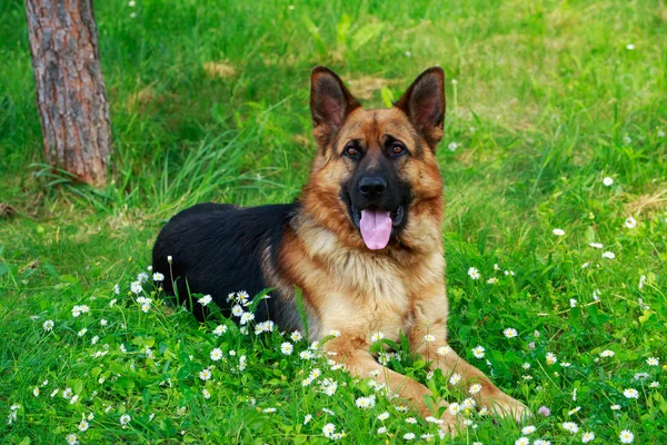 Deutscher Schäferhund — Stockfoto