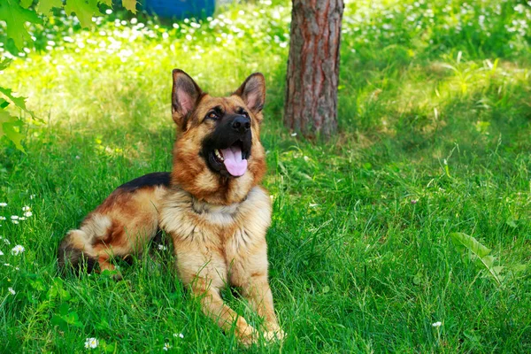 Tysk herdehund — Stockfoto