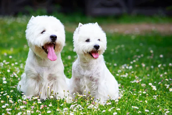 West highland terrier — Zdjęcie stockowe