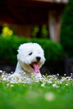 Batı highland terrier