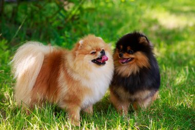 köpek doğurmak pomeranian spitz