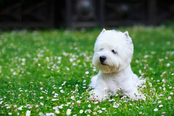 West highland terrier — Zdjęcie stockowe