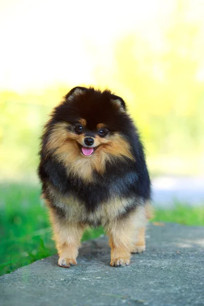 The dog breed pomeranian spitz — Stock Photo, Image