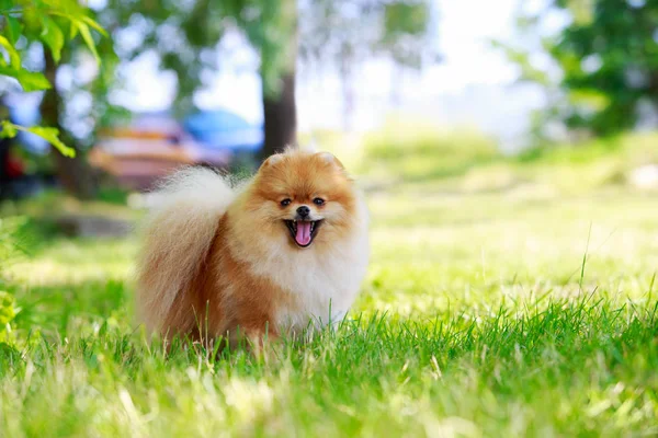 The dog breed pomeranian spitz — Stock Photo, Image