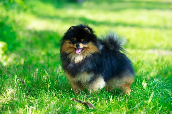 Il cane alleva il pomero spitz — Foto Stock