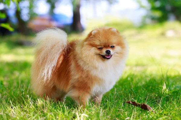 El perro crianza pomeranian spitz — Foto de Stock