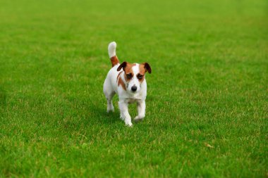 Jack Russell Terrier Köpeği