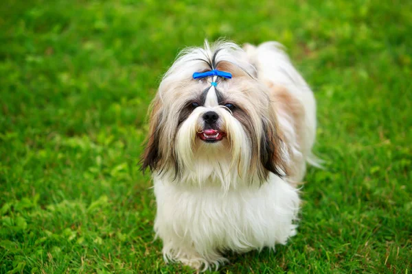 köpek doğurmak Shih Tzu
