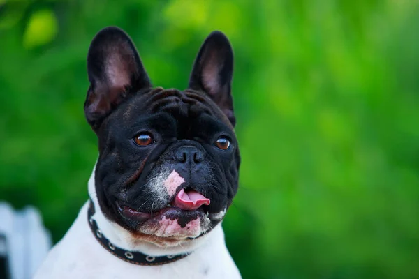 Hund ras fransk bulldogg — Stockfoto