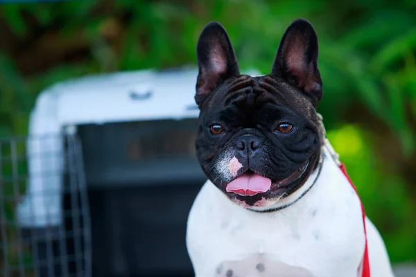 Pies rasa francuski buldog — Zdjęcie stockowe