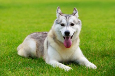 Köpek doğurmak Alaskan Malamute