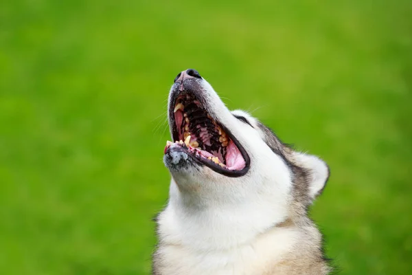 Raça cão siberiano husky — Fotografia de Stock