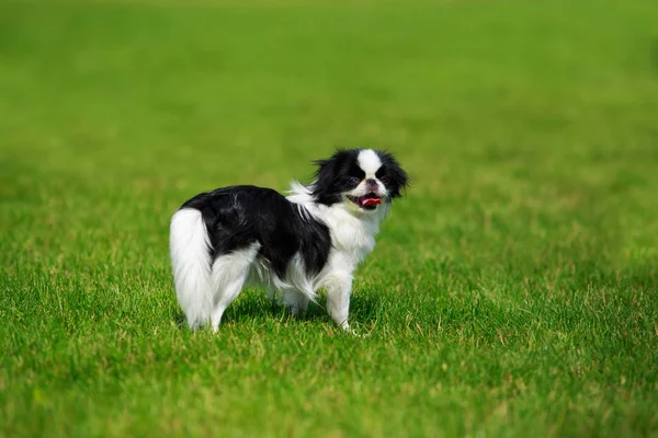 Japanese chin breed dog — Stock Photo, Image