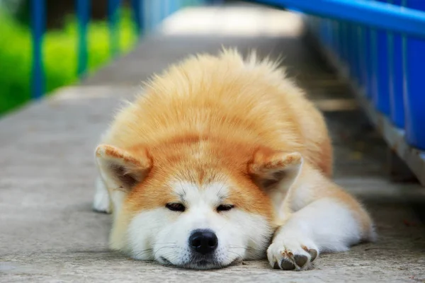 Raza de perro akita inu — Foto de Stock