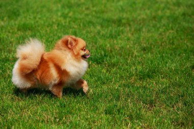 köpek doğurmak pomeranian spitz