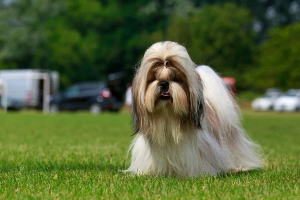 Порода собак Ши-Цзы — стоковое фото