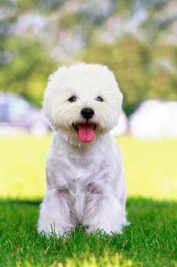 Batı highland terrier