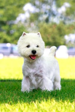 Batı highland terrier