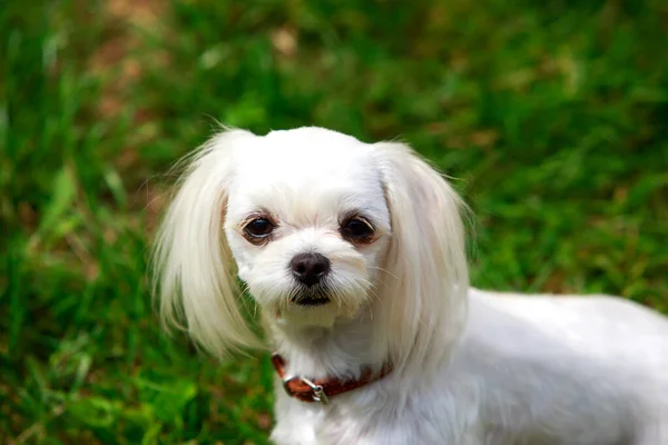 Pies rasy maltański — Zdjęcie stockowe