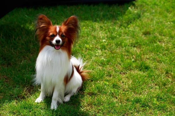 犬の品種パピロン — ストック写真