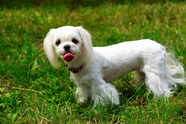 Razza di cane Maltese — Foto Stock