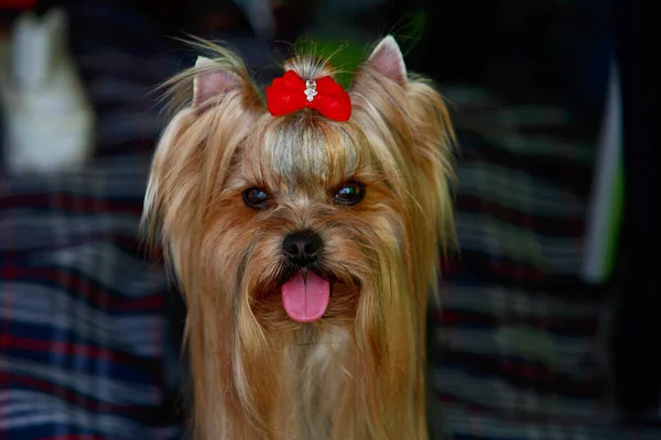 Hund ras yorkshire terrier — Stockfoto