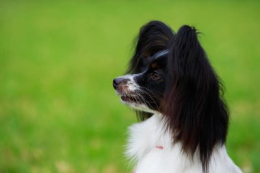 Köpek ırkı papilon