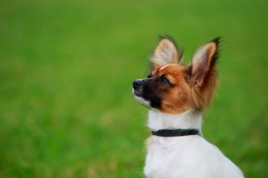 Köpek ırkı papilon