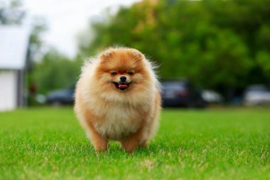 köpek doğurmak pomeranian spitz