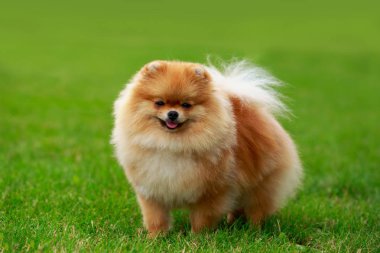 köpek doğurmak pomeranian spitz