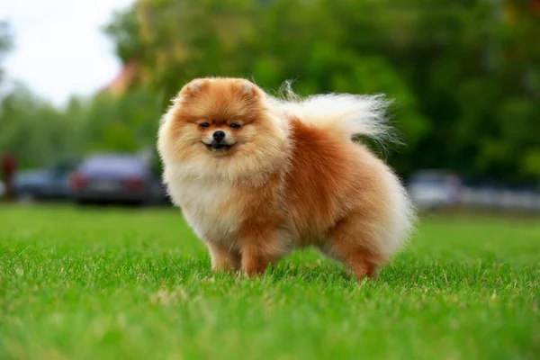 A raça de cão spitz pomeranian — Fotografia de Stock