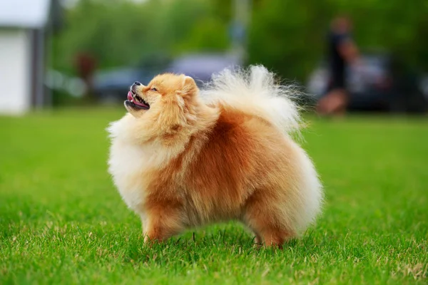 The dog breed pomeranian spitz — Stock Photo, Image