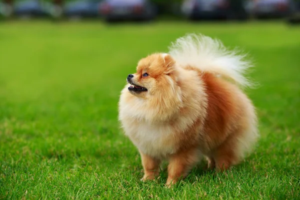 A raça de cão spitz pomeranian — Fotografia de Stock