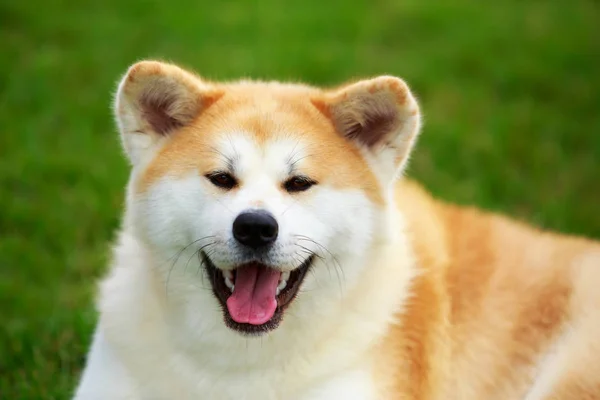 Cane razza akita inu — Foto Stock