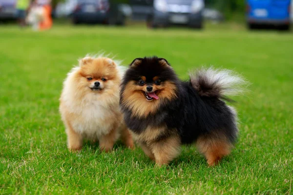 Psí plemeno pomeranian spitz — Stock fotografie