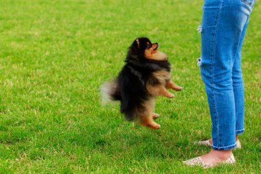 köpek doğurmak pomeranian spitz