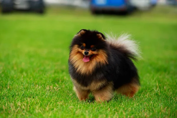 El perro crianza pomeranian spitz — Foto de Stock