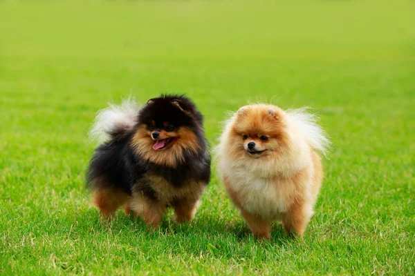 La race de chien spitz poméranien — Photo