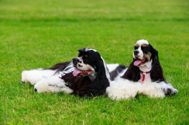 Amerikan Cocker Spaniel köpek doğurmak