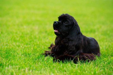 Amerikan Cocker Spaniel köpek doğurmak