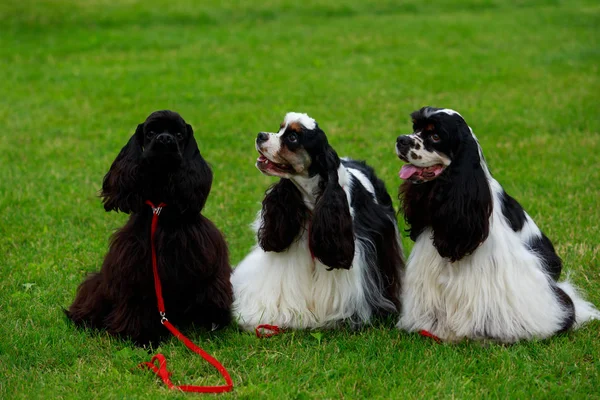 Race de chien American Cocker Spaniel — Photo