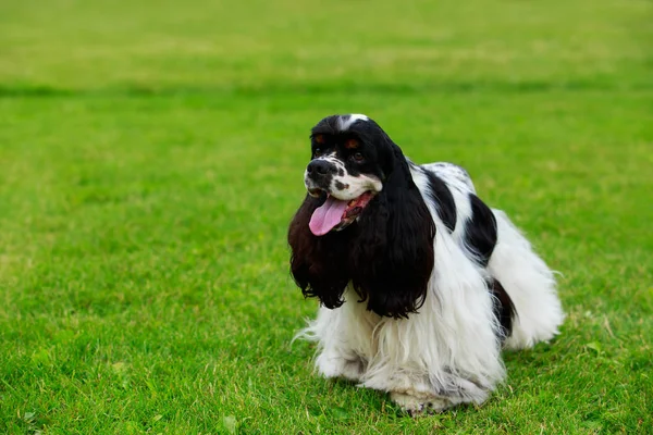 Собака породи Американський кокер-спанієль — стокове фото